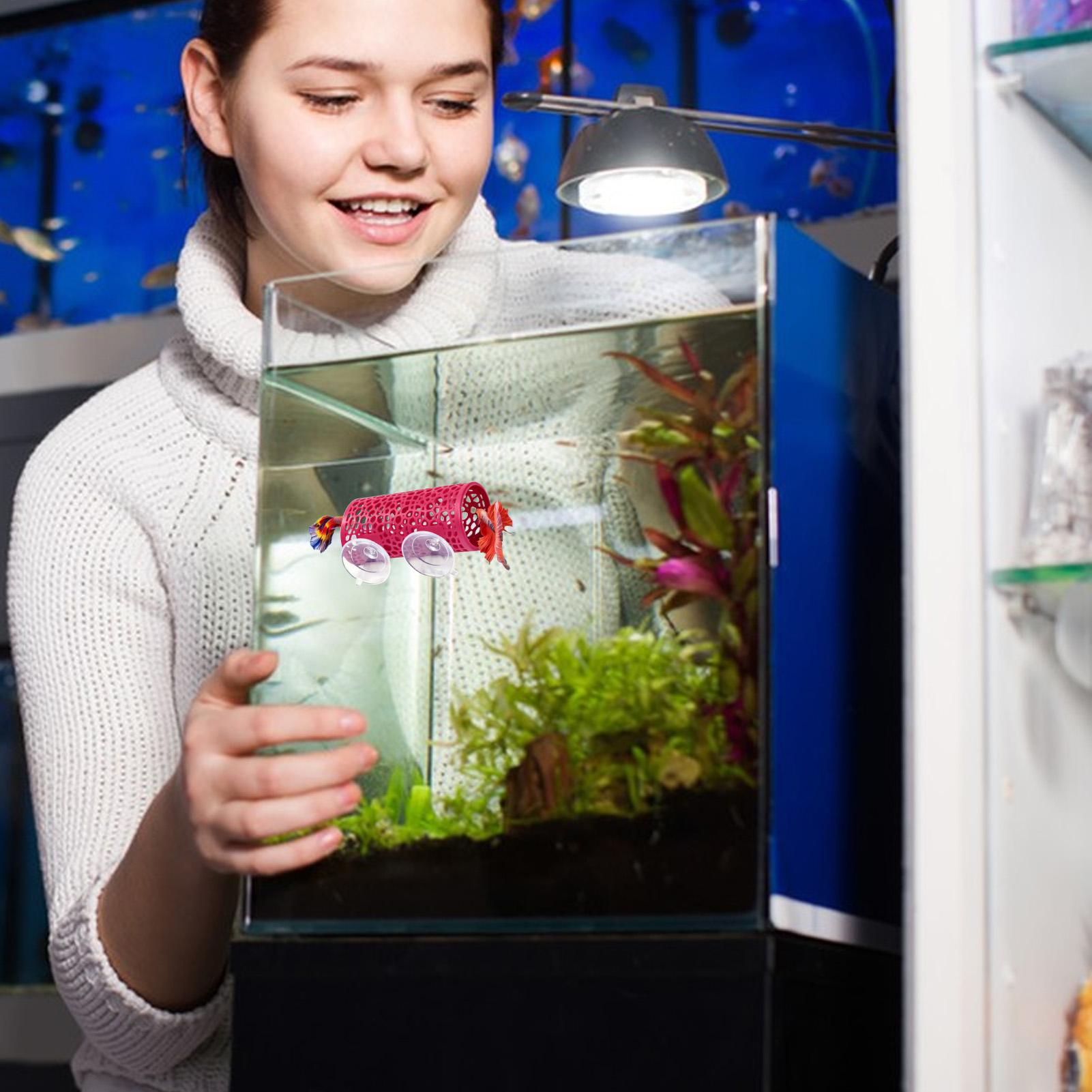 Aquarium Fish Betta - مأوى استراحة لأسماك البيتا، زينة على