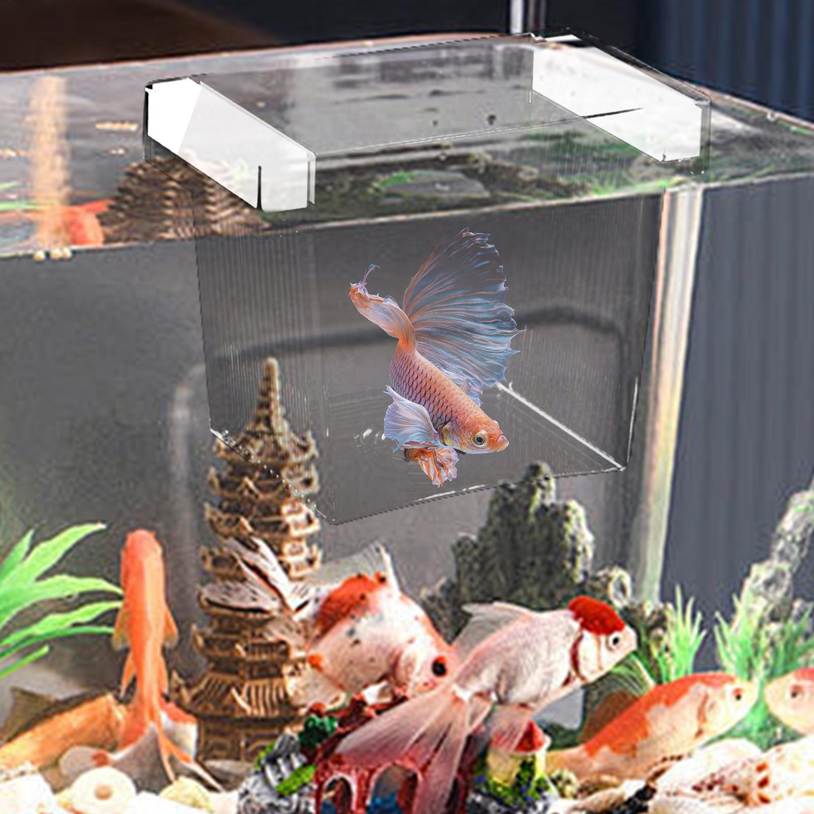 صندوق عزل لتربية الأسماك العائ - مراجعة Aquarium Fish Betta وسعره