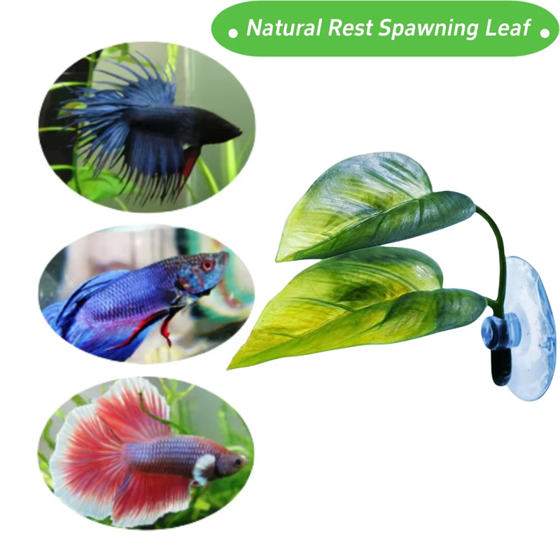 مستلزمات حوض السمك، زينة، نبات - مراجعة Aquarium Fish Betta وسعره