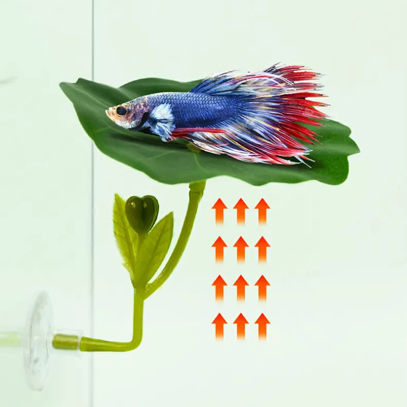 (Ce14) 1/5 قطعة، أرجوحة على شك - مراجعة Aquarium Fish Betta وسعره