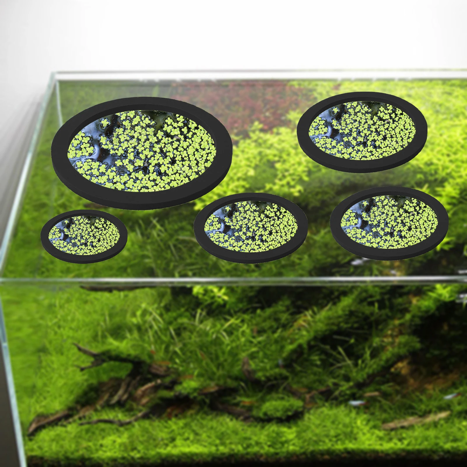 5 قطعة إيفا الأسماك تغذية حلقة - مراجعة Fish Aquarium Home وسعره