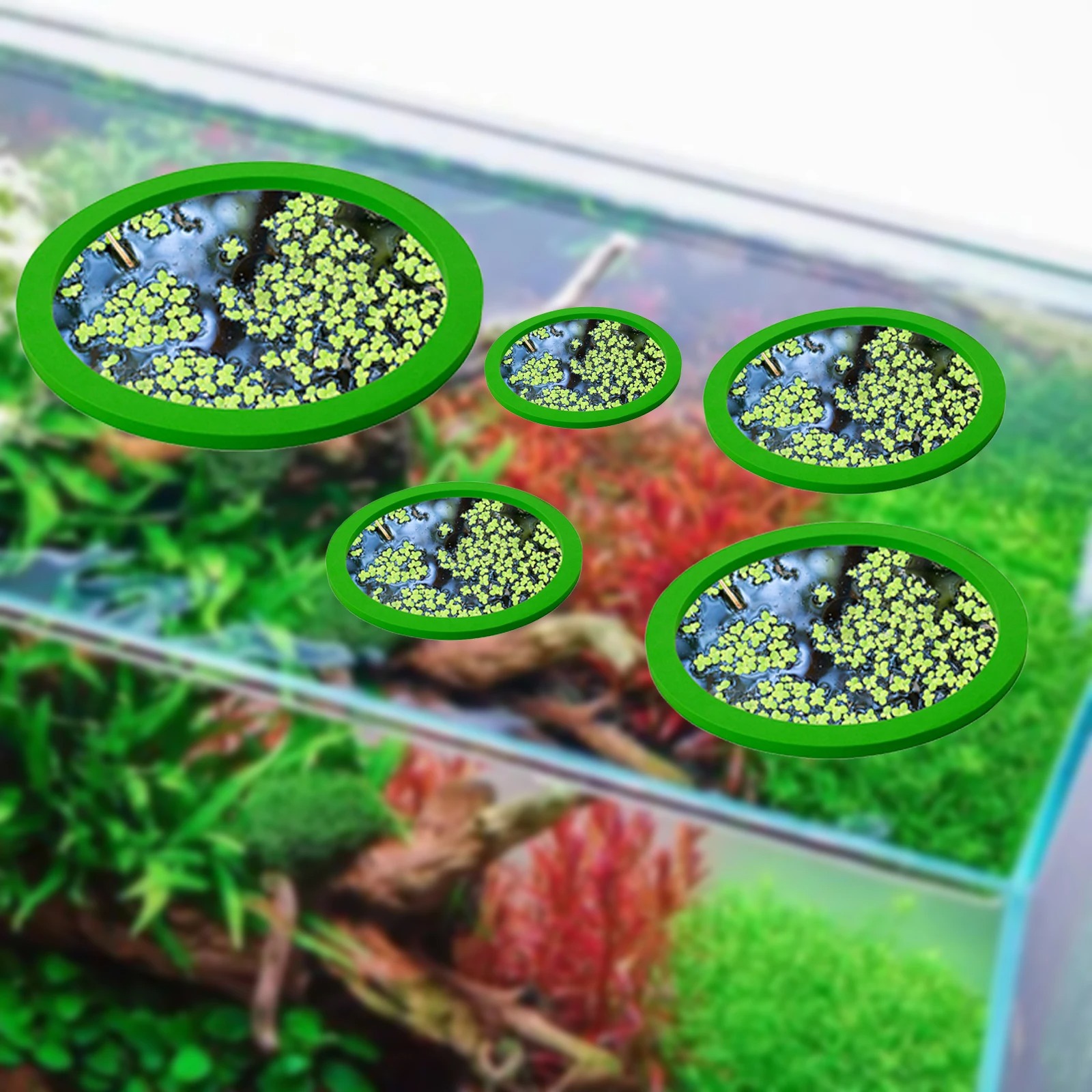 5 قطعة إيفا الأسماك تغذية حلقة - مراجعة Fish Aquarium Home وسعره