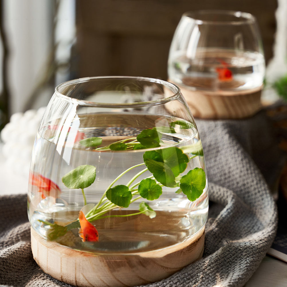مجموعة واحدة من تيراريوم زجاجي - مراجعة Aquarium Fish Betta وسعره